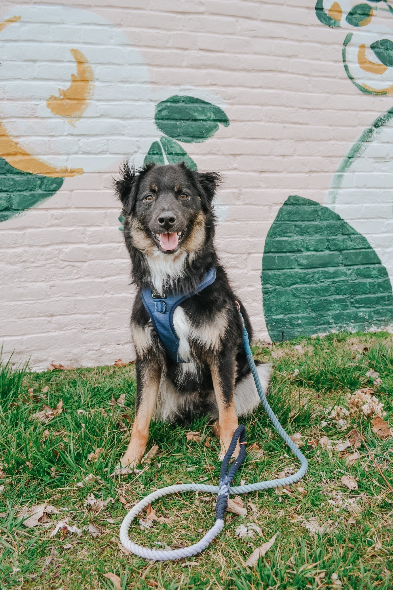 Dog Rope Leash - Oasis