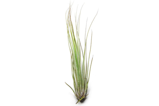 Large Tillandsia Juncifolia Air Plants / 8-12 Inch Plants