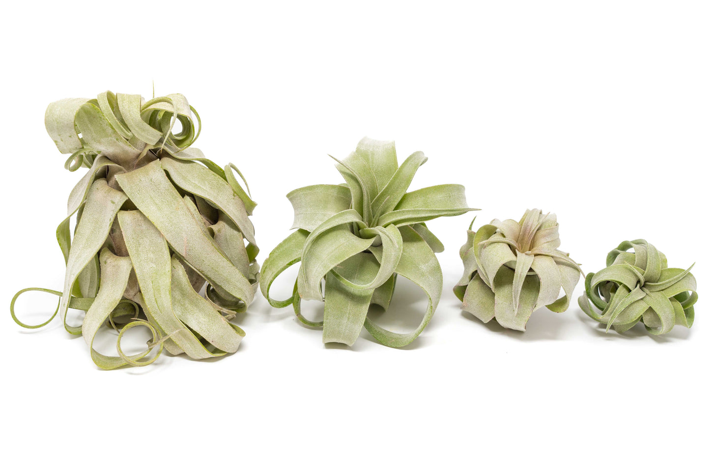 Tillandsia Streptophylla Air Plants - Multiple Sizes