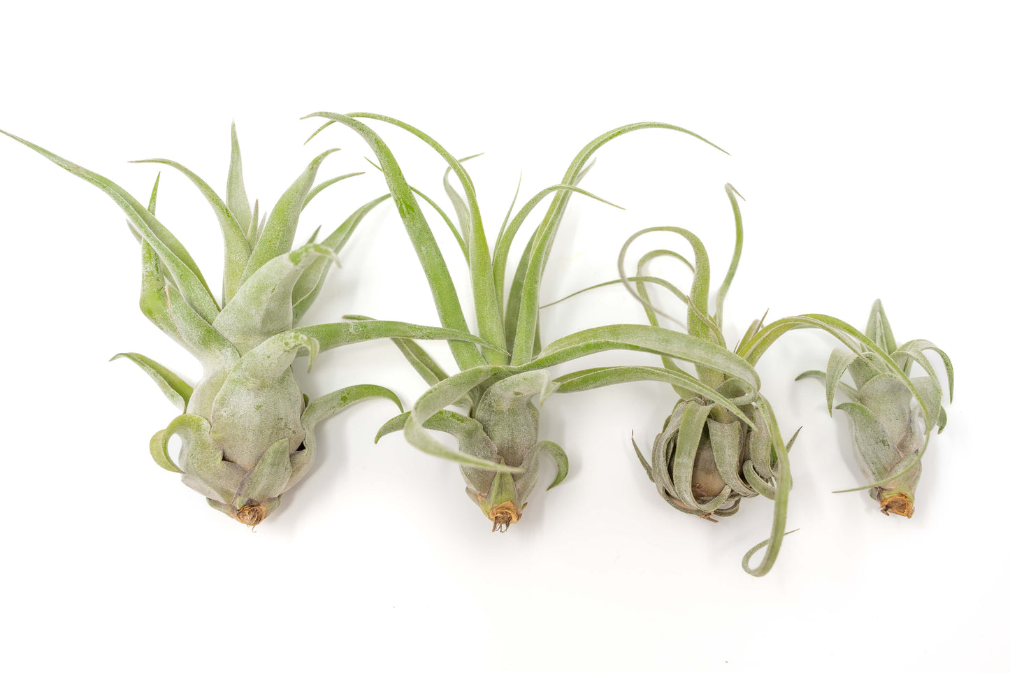 Tillandsia Streptophylla Air Plants - Multiple Sizes