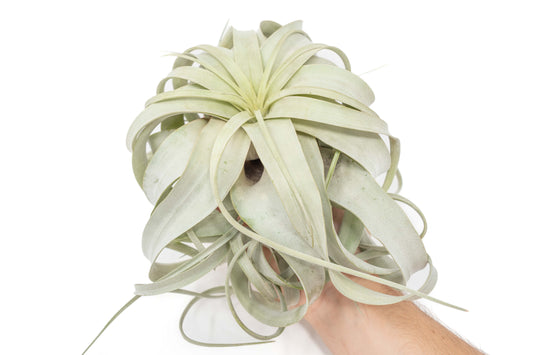 Large Tillandsia Xerographica + 1 Year Air Plant Fertilizer Pack