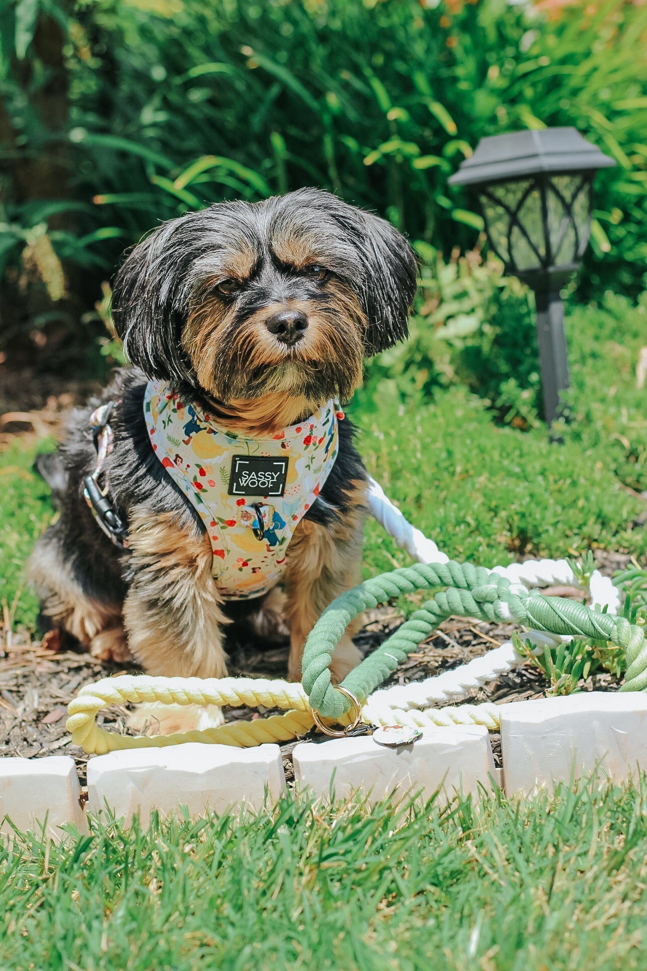 Dog Rope Leash - Disney's Belle