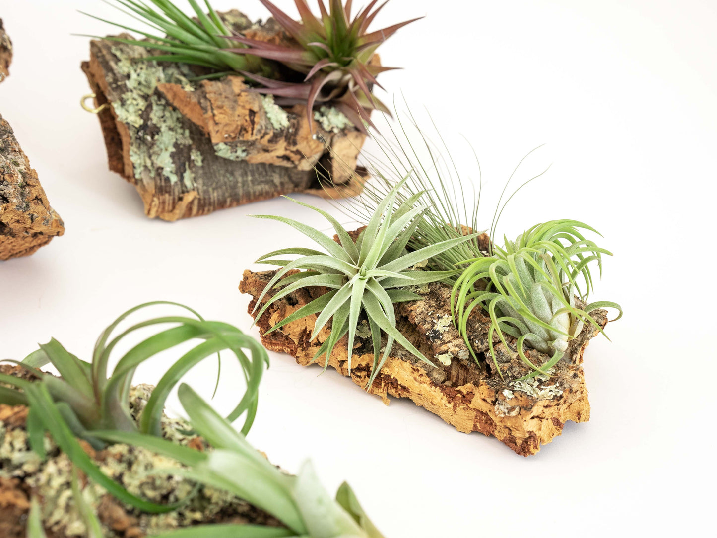 Medium Cork Bark Display with 4 Tillandsia Air Plants & Waterproof Glue - Approximately 7 X 9 Inches