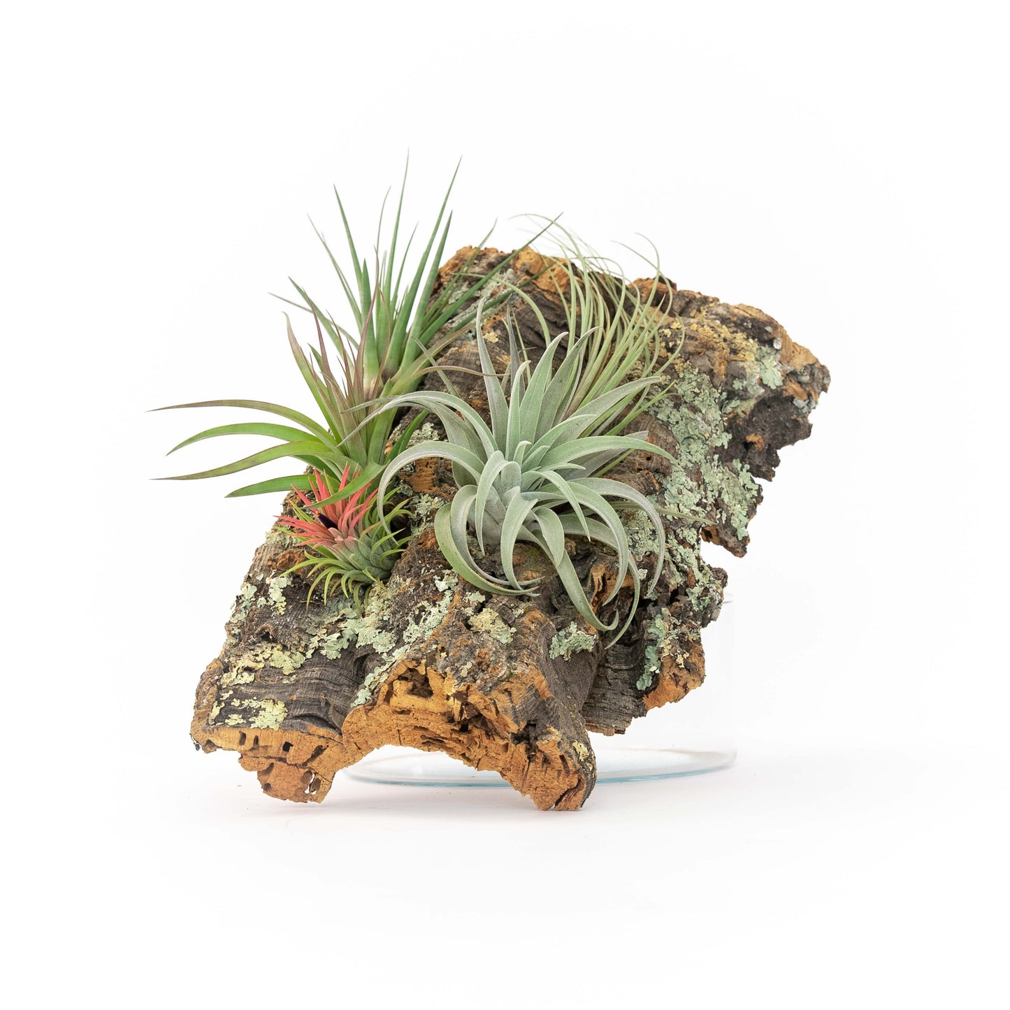 Medium Cork Bark Display with 4 Tillandsia Air Plants & Waterproof Glue - Approximately 7 X 9 Inches