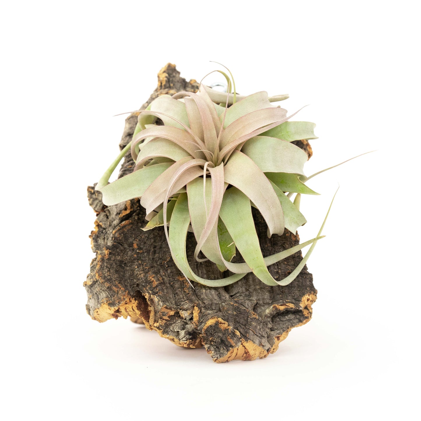 Medium Cork Bark Display with Mini Tillandsia Xerographica - Approximately 7 X 9 Inches