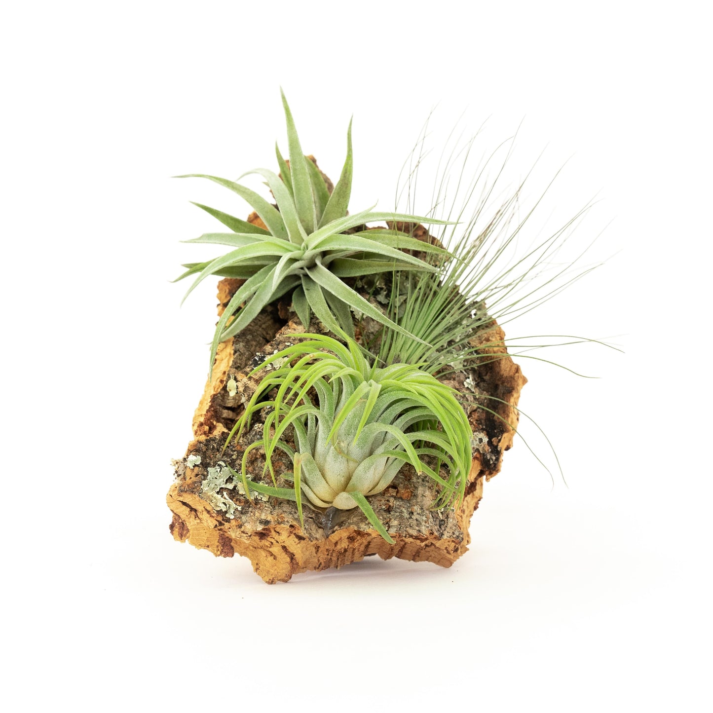 Medium Cork Bark Display with 4 Tillandsia Air Plants & Waterproof Glue - Approximately 7 X 9 Inches