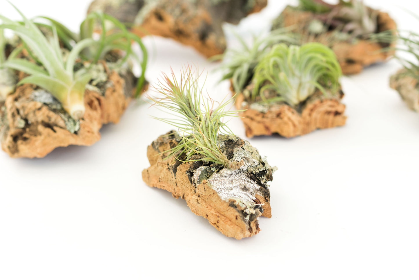 Medium Cork Bark Display with 4 Tillandsia Air Plants & Waterproof Glue - Approximately 7 X 9 Inches