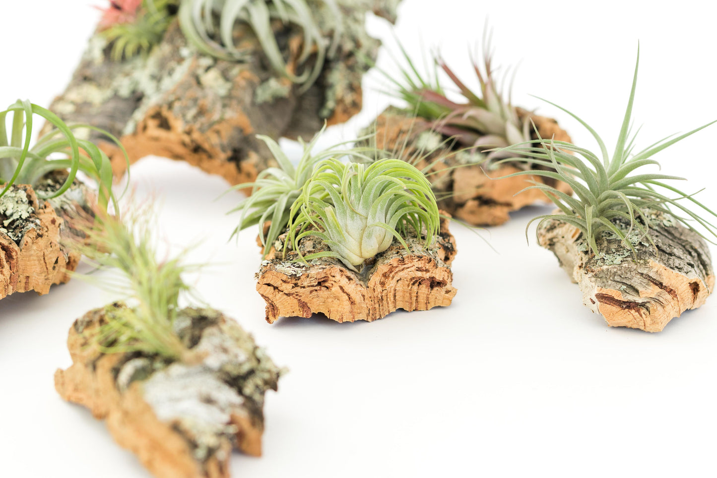 Medium Cork Bark Display with 4 Tillandsia Air Plants & Waterproof Glue - Approximately 7 X 9 Inches