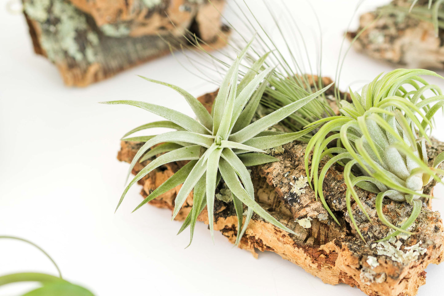 Medium Cork Bark Display with 4 Tillandsia Air Plants & Waterproof Glue - Approximately 7 X 9 Inches
