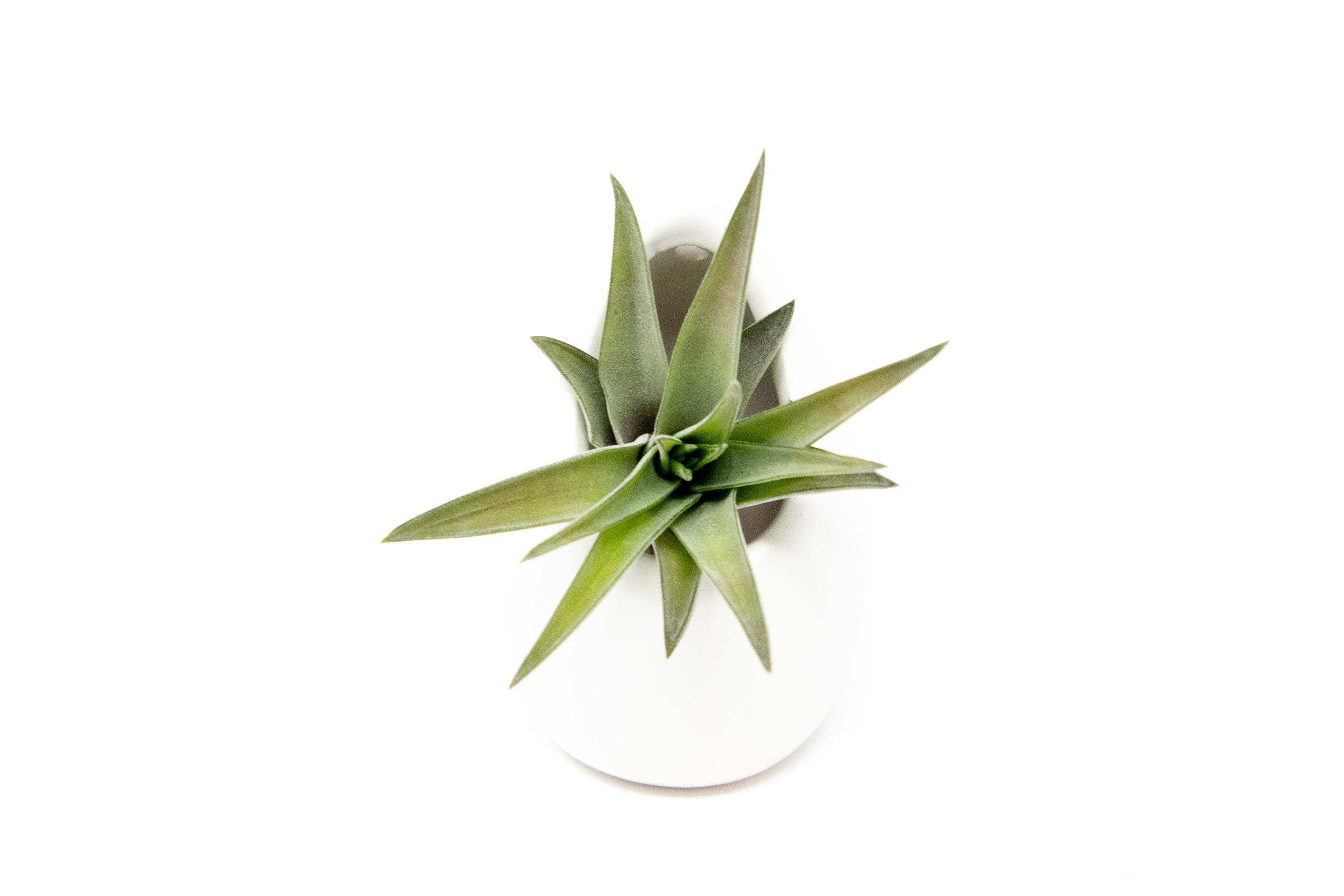 containers for air plants Small Ivory Ceramic Container