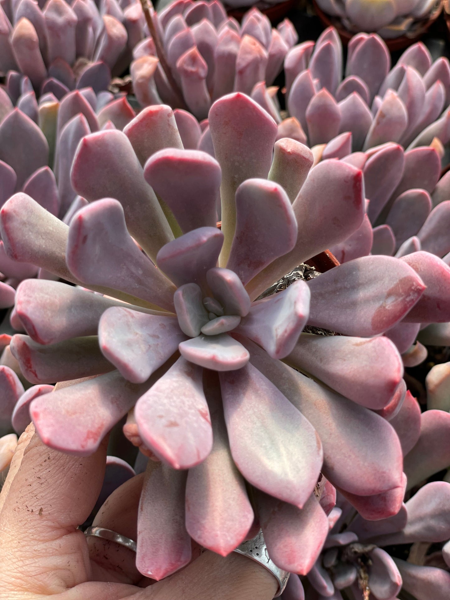 Echeveria Cupid - Tray of 40