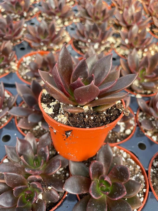 Echeveria Preta - Tray of 40