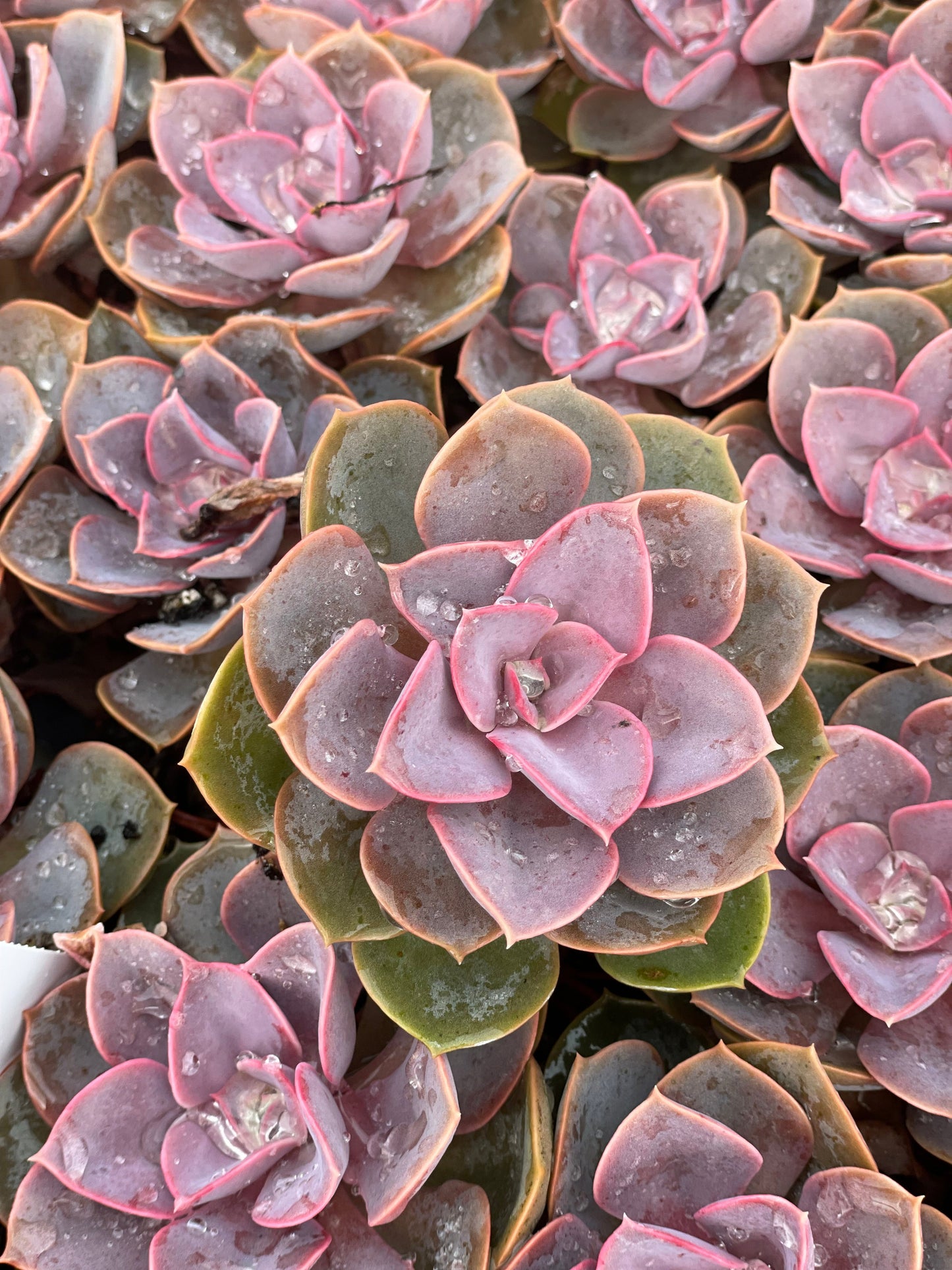 Echeveria Red Sky - Tray of 40