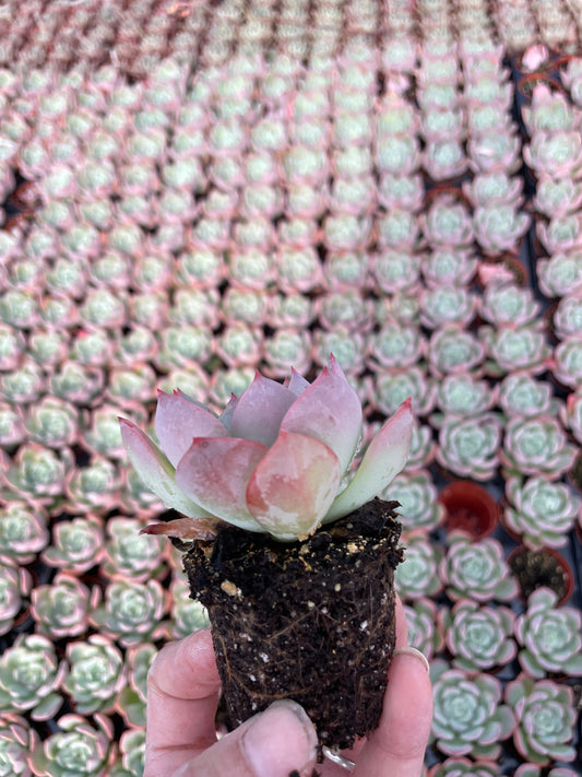 Echeveria Agavoides Salmon - Tray of 40