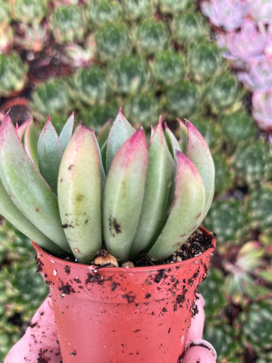 Echeveria Arco - Tray of 40