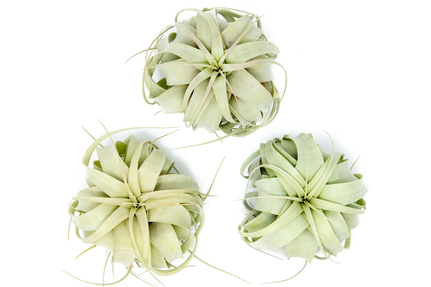 Medium Tillandsia Xerographica Air Plant / 5-6 Inches Wide