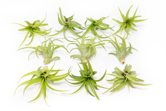 Tillandsia Abdita Brachycaulos Air Plants - Set of 10, 20 or 30 - 60% Off