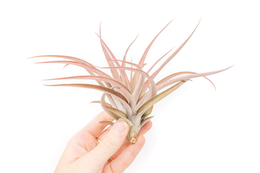 Large Tillandsia Capitata Peach - Set of 5, 10, or 20 Air Plants - 50% Off