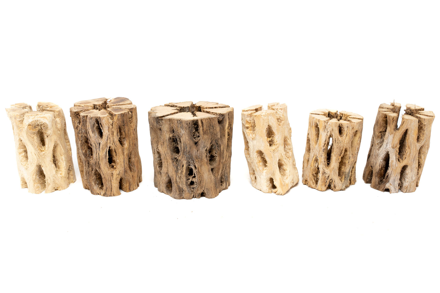 Natural Cholla Wood Container - 3 Inches Tall with Tillandsia Ionantha Air Plant