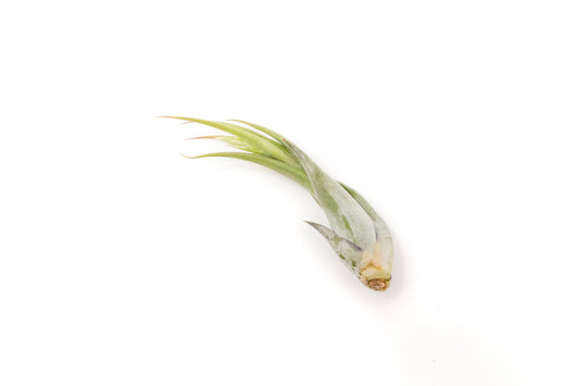 SALE - Tillandsia Circinata 'Paucifolia' Air Plants - Set of 10 or 20 - 60% Off