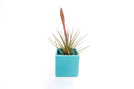 Sky Blue Ceramic Cube Container with Assorted Large Tillandsia Air Plant