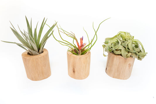 Set of 3 Large Driftwood Containers with Custom Tillandsia Air Plants