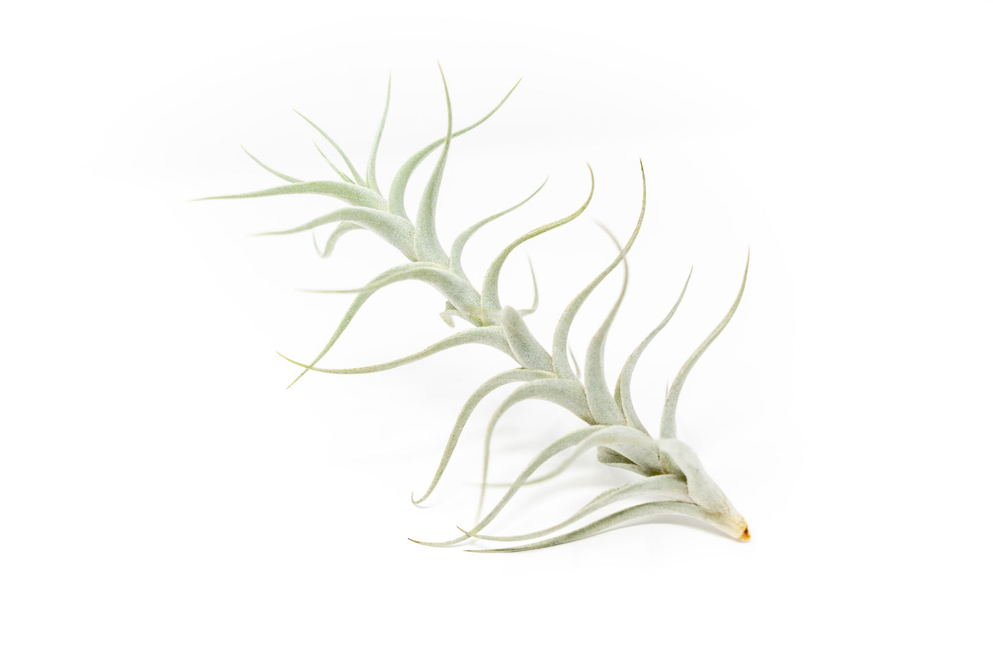 Tillandsia Albida 'Minor' Air Plants