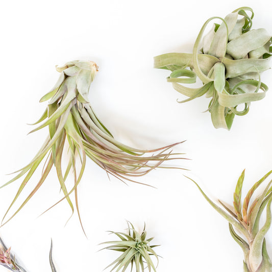 SALE - Tillandsia Air Plant Grab Bag of Premium Medium & Large Plants - Set of 10 - 50% Off
