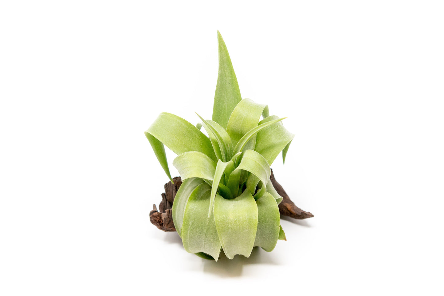 Tillandsia Streptophylla Air Plants - Multiple Sizes