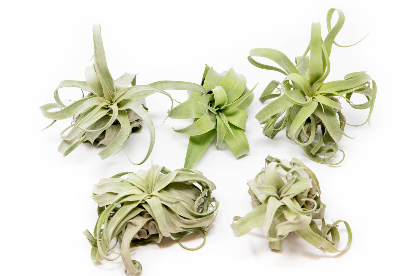 Tillandsia Streptophylla Air Plants - Multiple Sizes