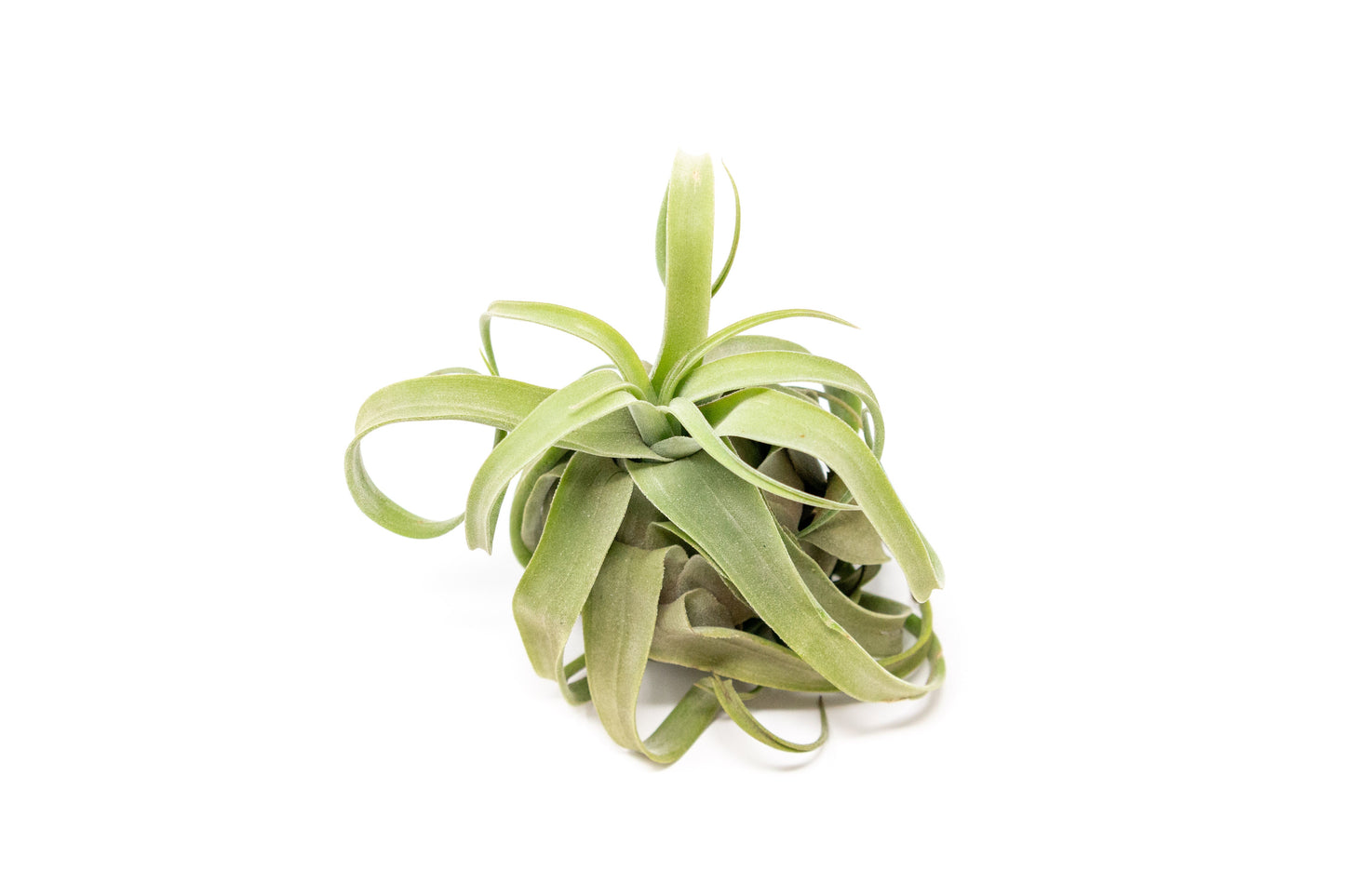 Tillandsia Streptophylla Air Plants - Multiple Sizes