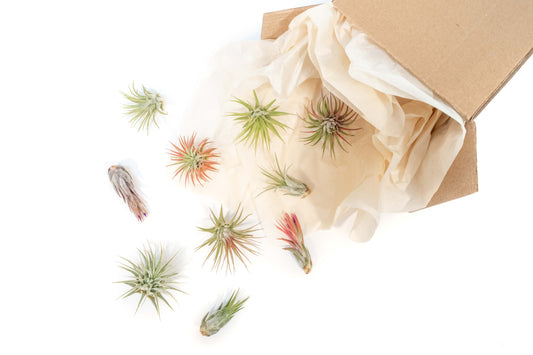 SALE - Mini Tillandsia Ionantha Air Plant Pups - Sets of 5, 10 or 15 - 40% Off