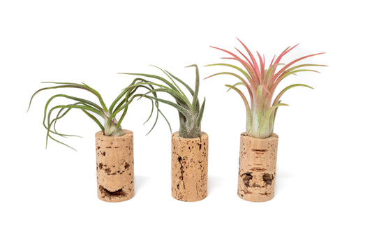 Magnetic Wine Corks with Assorted Tillandsia Air Plants - Set of 1, 3 or 5