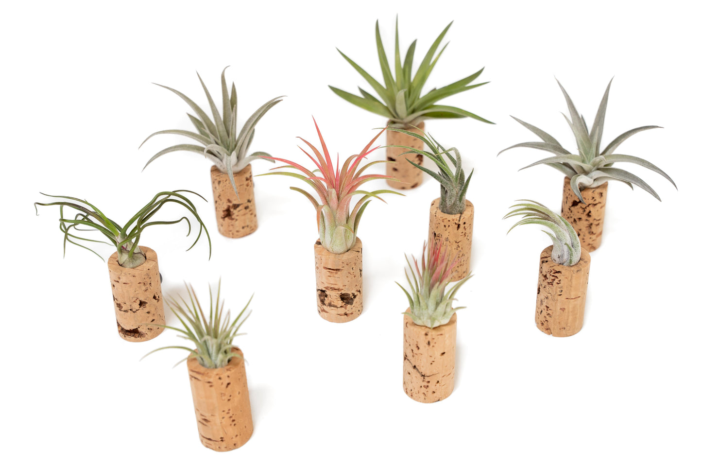 Magnetic Wine Corks with Assorted Tillandsia Air Plants - Set of 1, 3 or 5