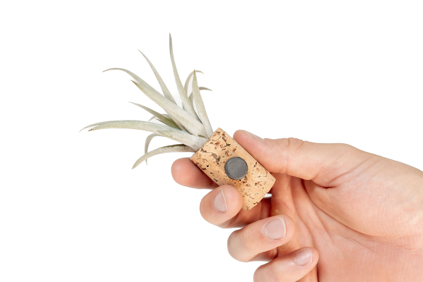 Magnetic Wine Corks with Assorted Tillandsia Air Plants - Set of 1, 3 or 5
