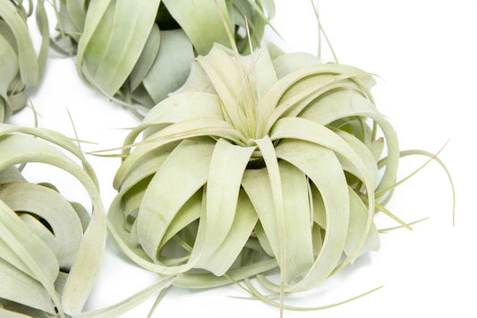 Medium Tillandsia Xerographica Air Plant / 5-6 Inches Wide