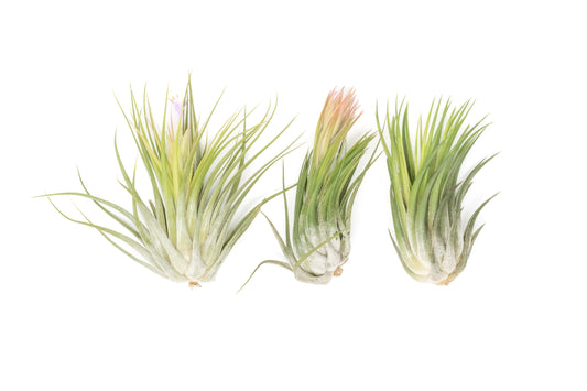 Large Tillandsia Ionantha Scaposa