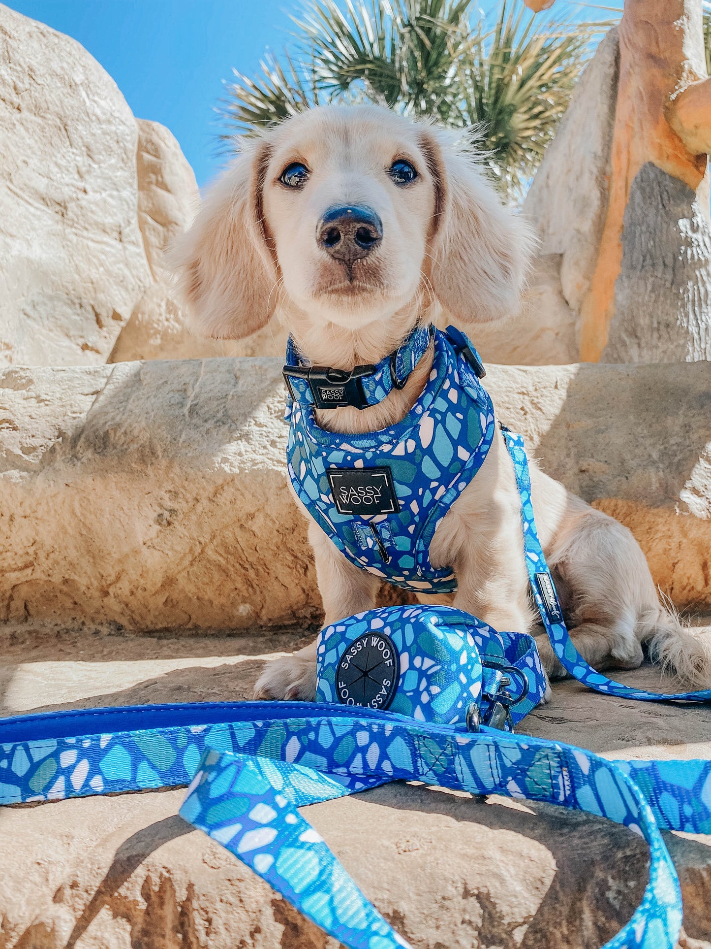 Dog Collar - Santorini
