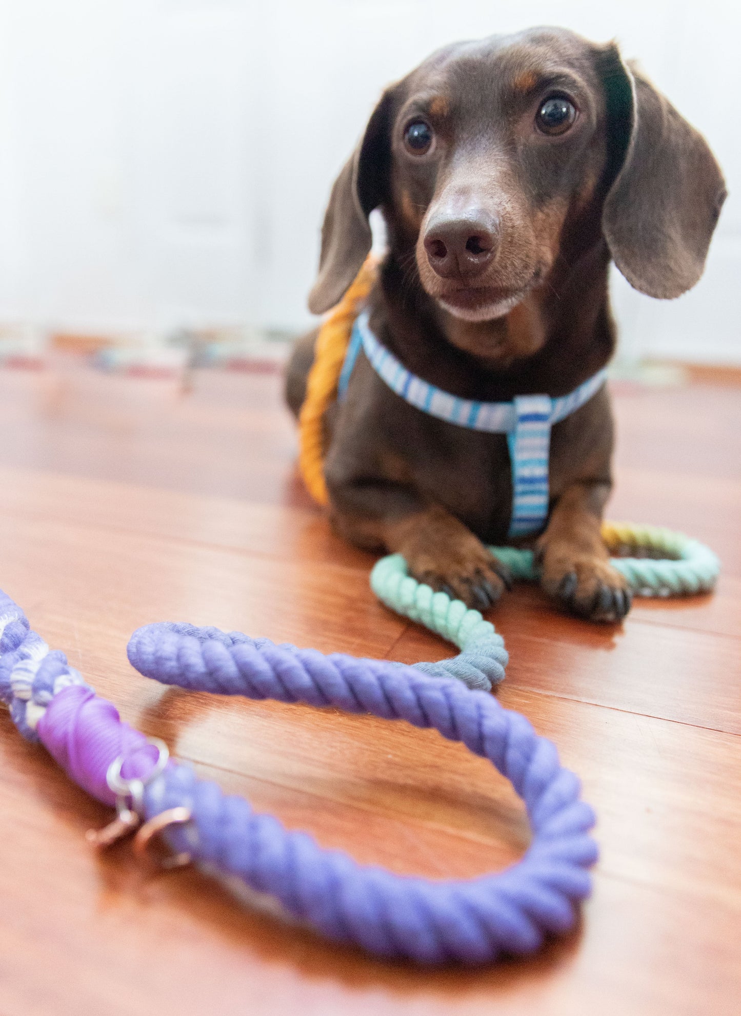 Dog Rope Leash - Sunset