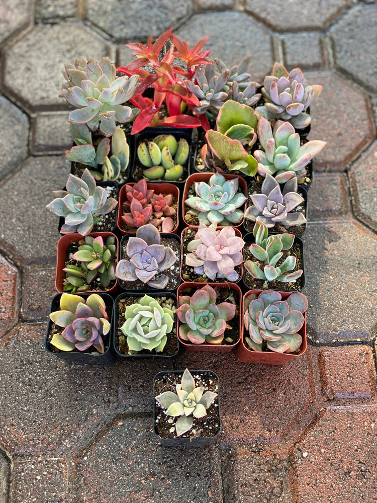 Little Succulent Shop