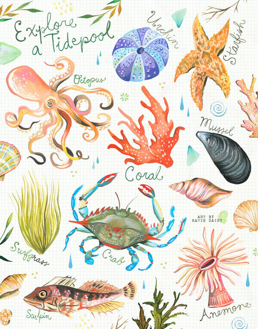 Tidepool Art Print