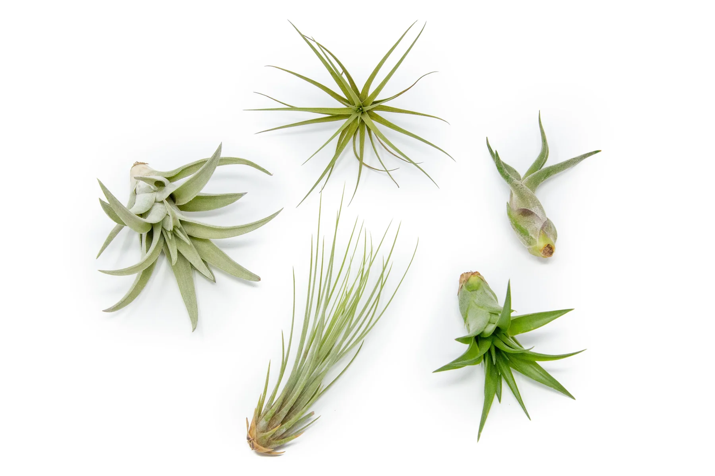 5 Elegant Air Plants Collection