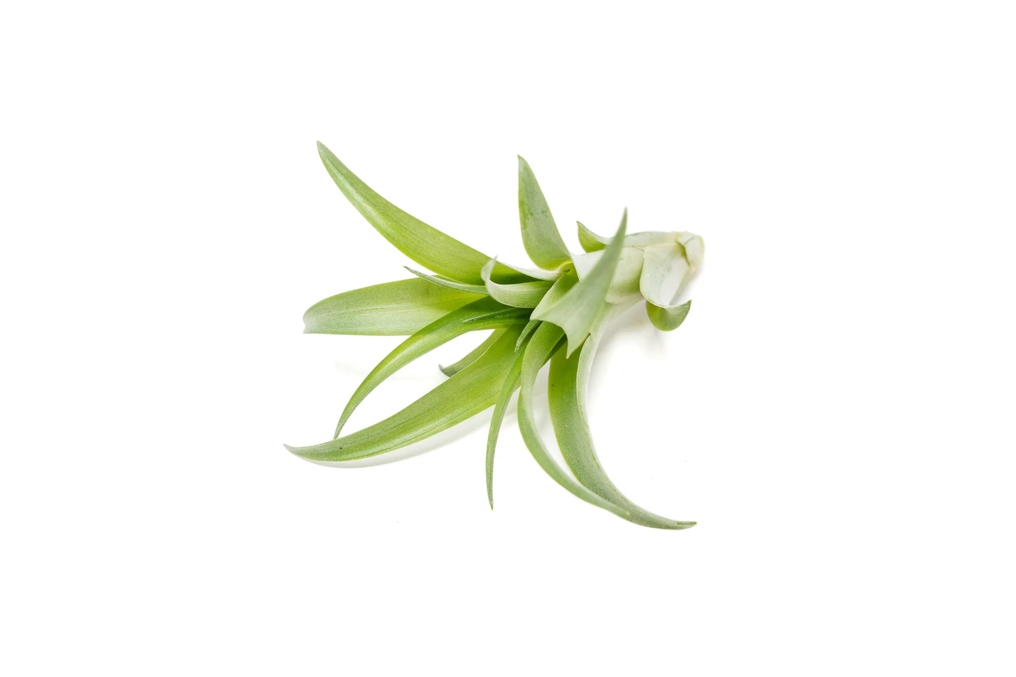 5 Elegant Air Plants Collection