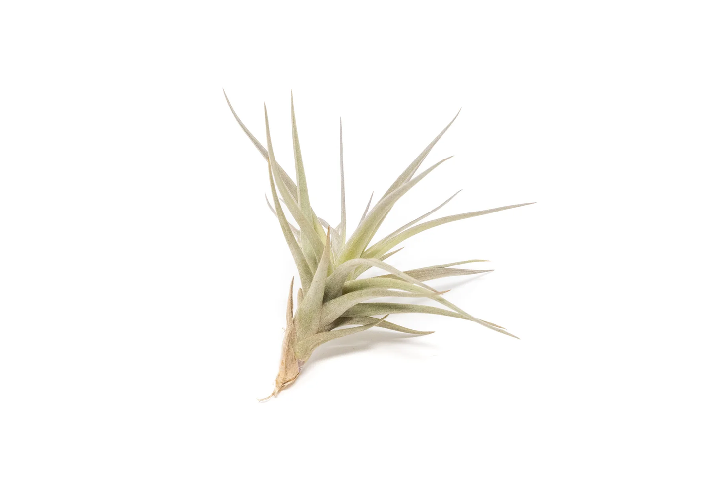 5 Elegant Air Plants Collection