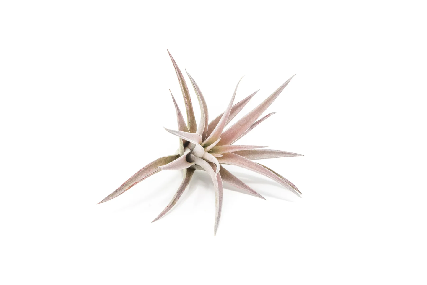 5 Elegant Air Plants Collection