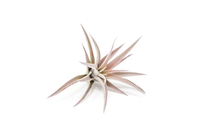 5 Elegant Air Plants Collection