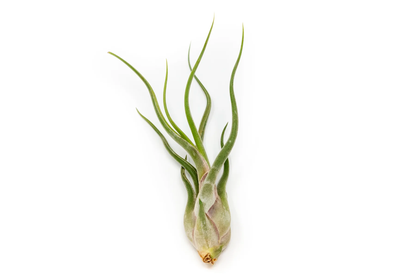 5 Elegant Air Plants Collection
