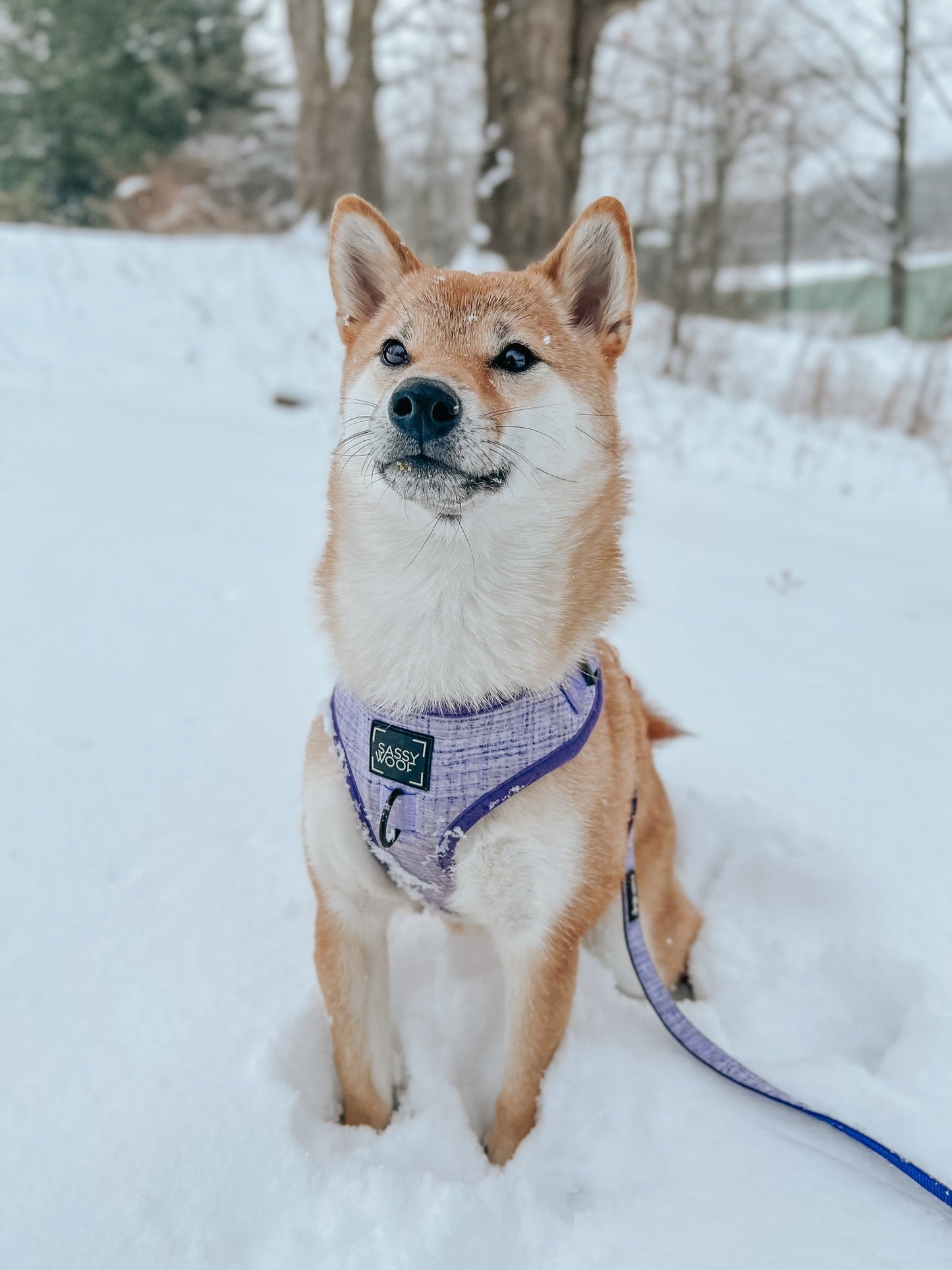 Dog Adjustable Harness - Aurora