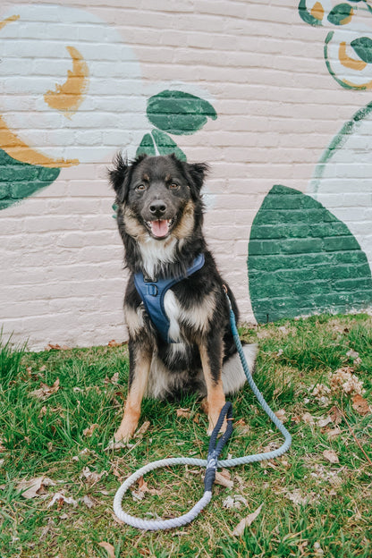 Dog Rope Leash - Oasis
