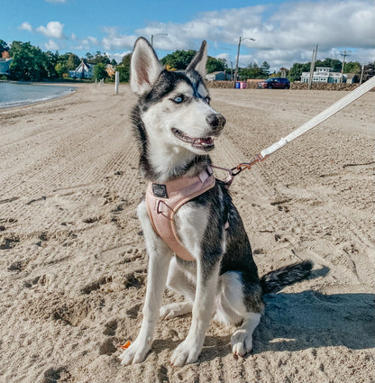 Dog Adjustable Harness - Pinot